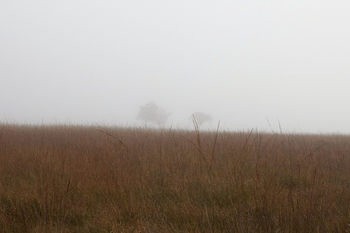 Peak District Trees in mist This landscape photograph shows trees in the Peak District of England, United Kingdom, shrouded by mist on an autumn morning. The image captures a rural scene, with tall grasses in the foreground and two trees partially obscured by the low-lying mist. The atmospheric conditions reflect typical autumn weather in the Peak District, with the soft morning light filtering through the haze. The photograph highlights the peaceful rural environment of this well-known national park in England.